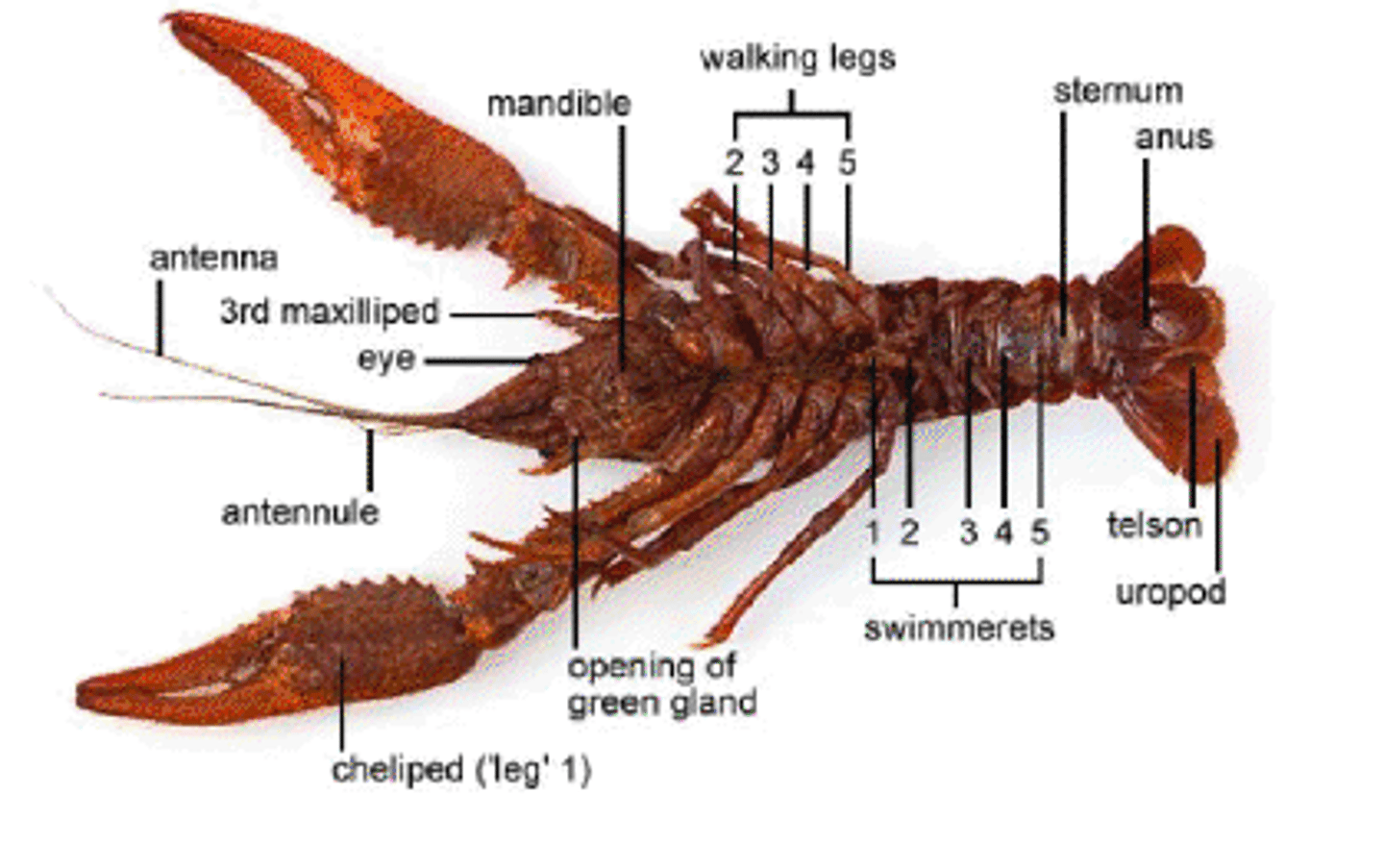 <p>abdomen, cephalothorax, antennae, feeding appendages, chelipeds, walking legs, swimmerets,</p>