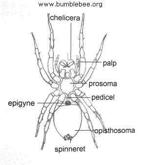 <p>Trupi i tyre ndërtohet nga:</p><ul><li><p><strong><em>Prosoma </em></strong><em>- gjendet heliceret nëpër të cilat kalon kanali i gjëndrrës helmuese me të cilën e lëshojnë helmin në trupin e gjahut.</em></p></li><li><p><strong><em>Opistosoma (abdomeni) </em></strong><em>- në fund të abdomenit kanë </em><strong><em>lythat e pishmangës</em></strong><em> që mundësojnë krijimin e rrjetës, ku nga këta lytha tajitet një materie e lëngshme proteinore e cila në kontakt me ajrin forcohet dhe shndërrohet në fije si të mëndafshit. Me rrjetë zënë gjahun, krijojnë strehimore dhe ruajnë vezët (kokonet në to).</em></p></li></ul><p></p>