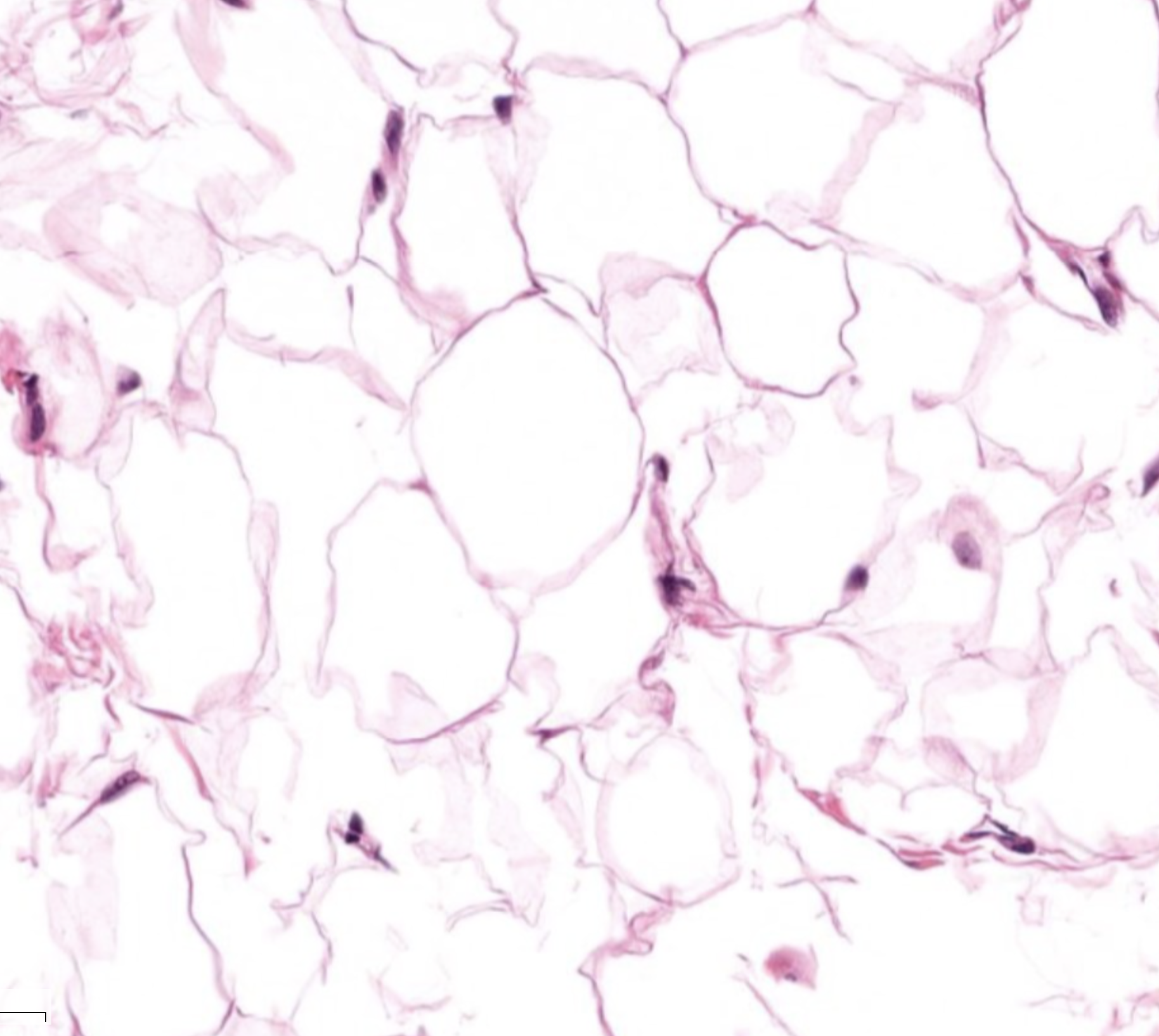 <ol><li><p>What tissue is this?</p></li><li><p>Where can it be found?</p></li><li><p>What is its function?</p></li></ol><p></p>