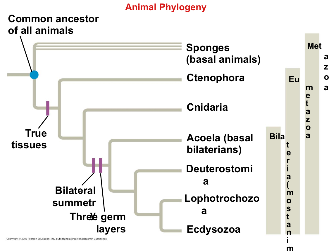 <p>Phylogeny</p>