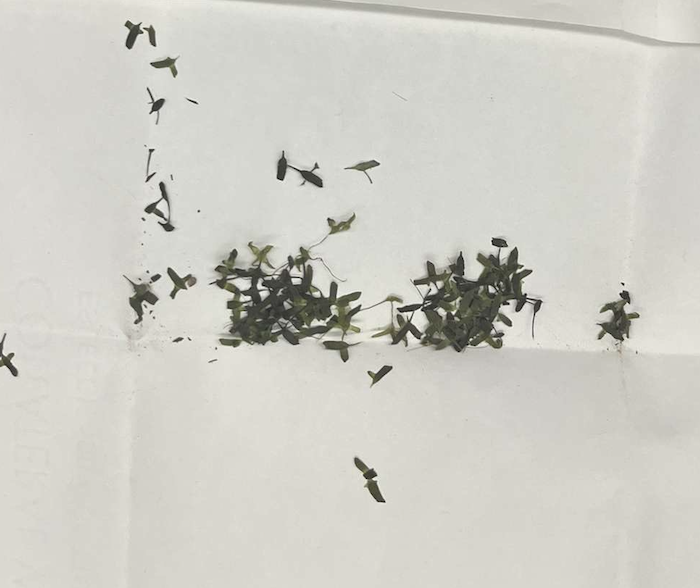 <p>plant?</p>