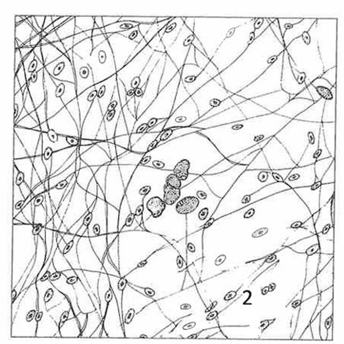 <p>What is the function of this tissue?</p>