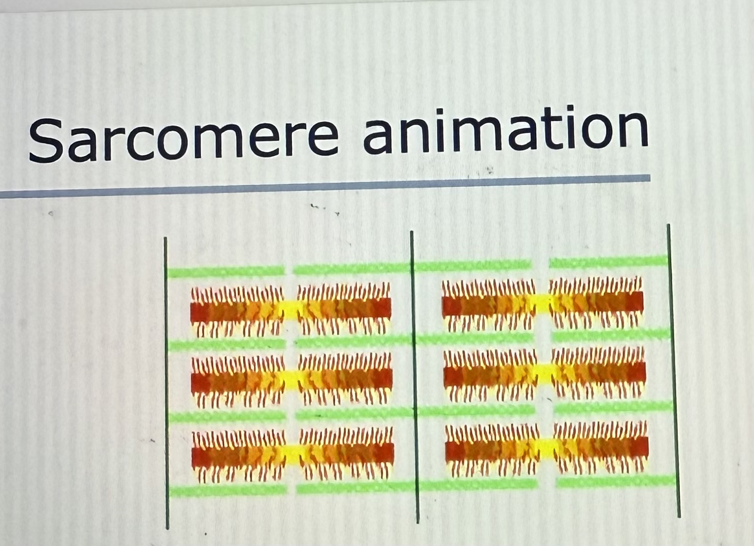 <p>Sarcomere Animation </p>