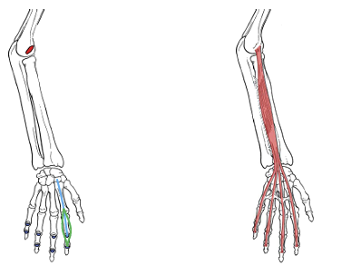 <p>What is the insertion for extensor digitorum? </p>