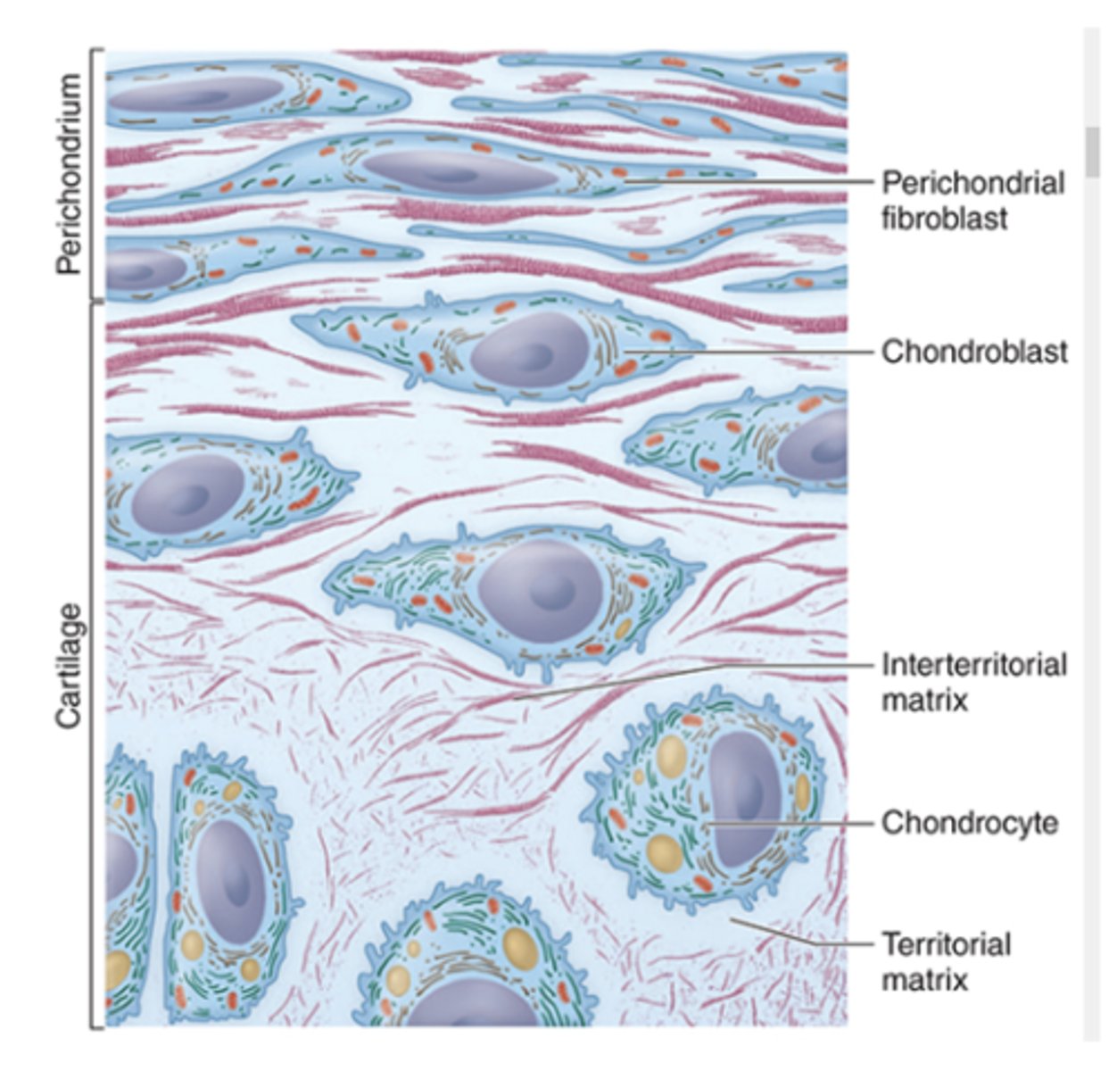 <p>What is the primary collagen type in cartilage ECM?***</p>