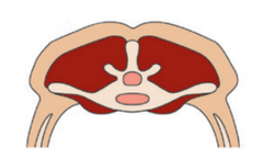 <p>What is the BCS of this sheep?</p>