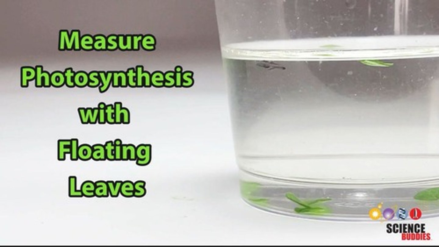 <p>An experimental technique used to measure photosynthesis by observing gas exchange in leaf discs.</p>