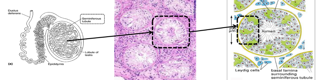 <p>-Formation of spermatozoa (sperm cells)</p><p>-formed inside the testes, in the seminiferous tubules</p><p>-mature by ascending towards the lumen of tubule where they will be released</p>