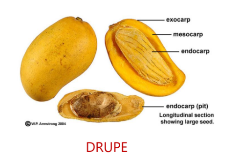 DRUPE