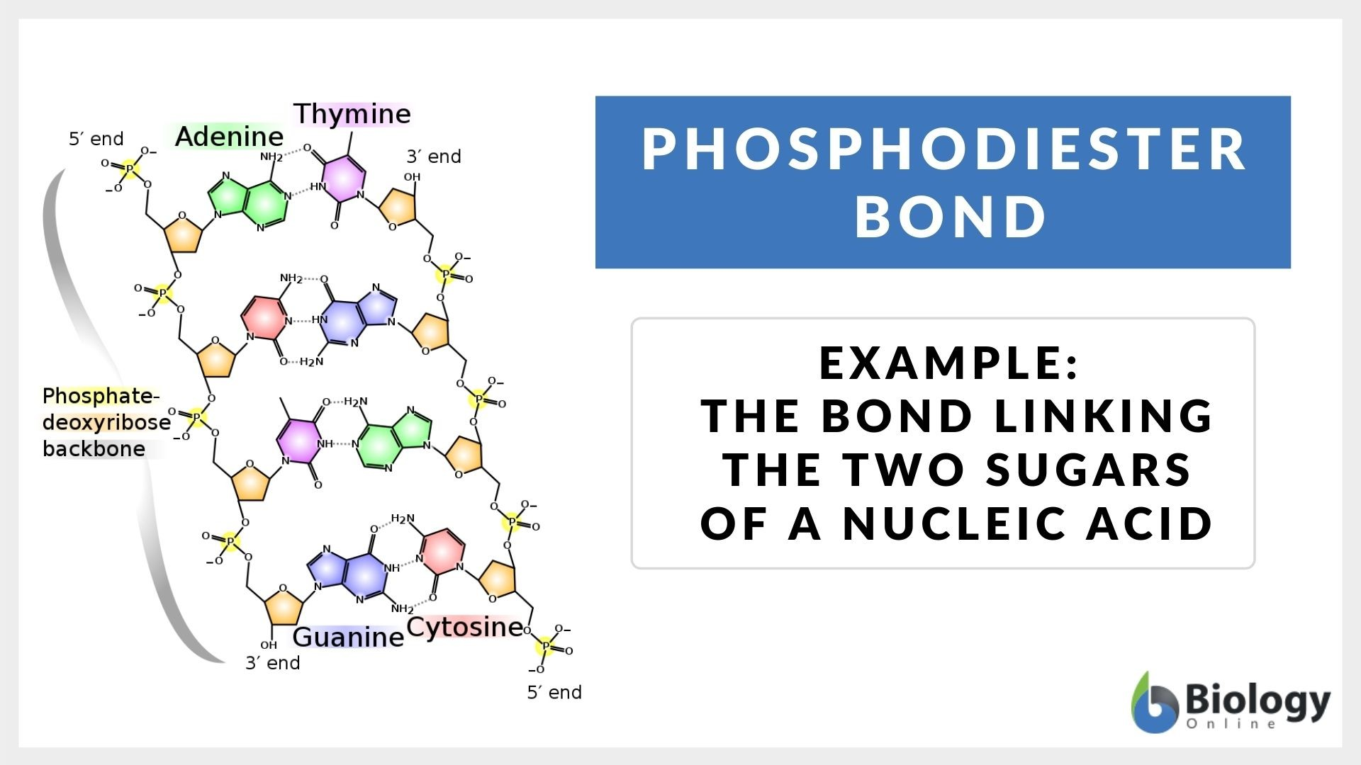<p>Connect adjacent nucleotides through phosphate backbone in DNA</p>