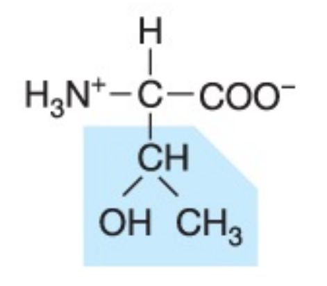 <p>Polar (uncharged), hydrophilic</p>