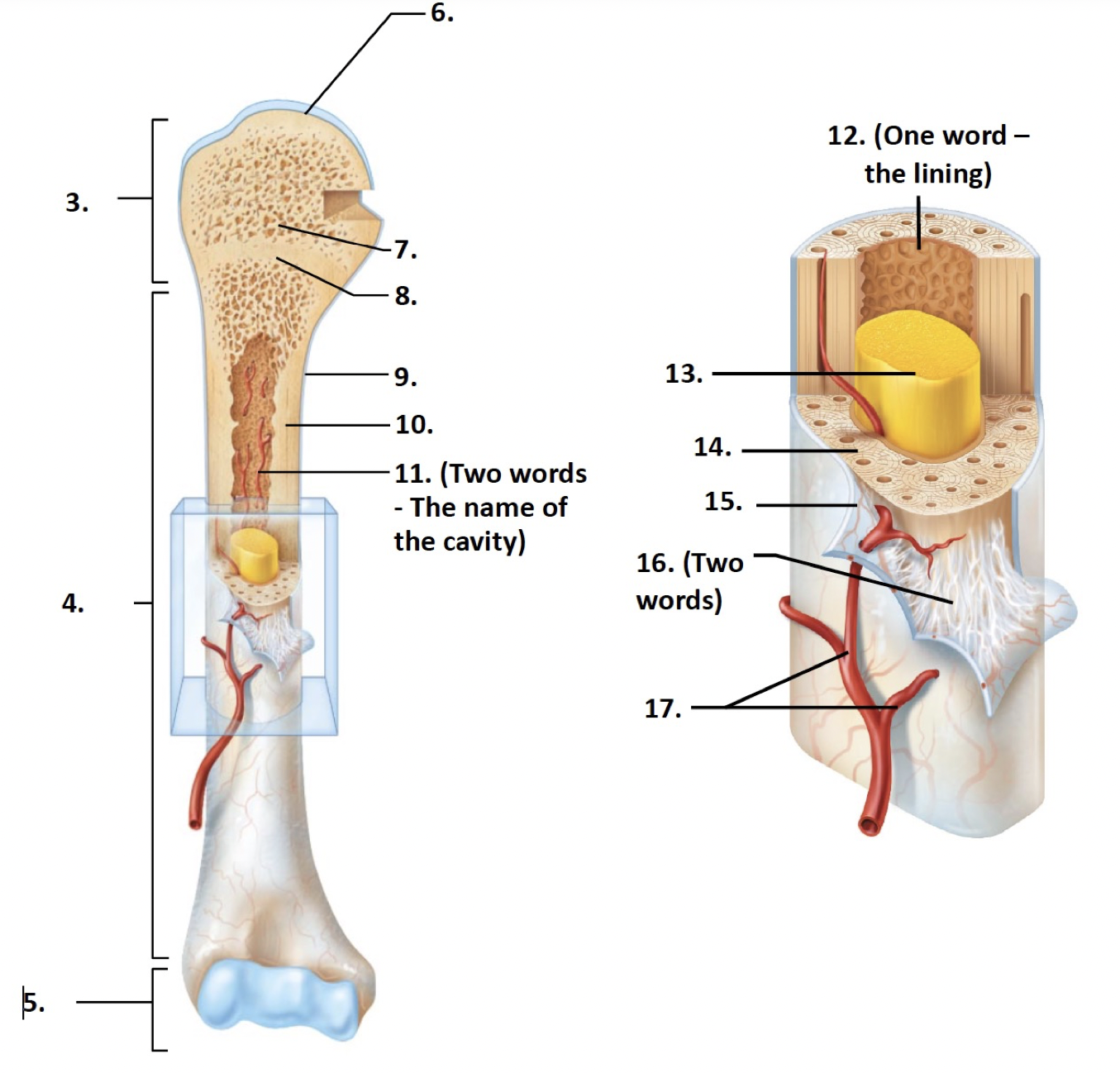 <p>Endosteum</p>