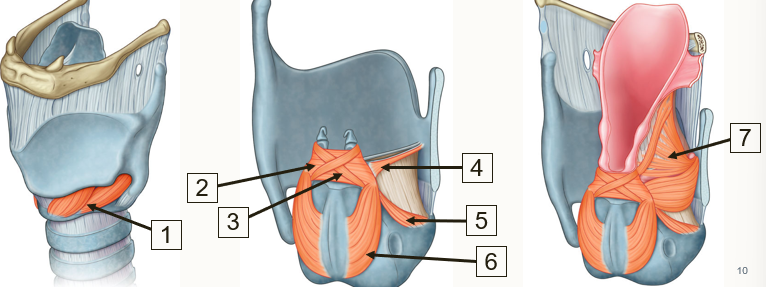 <p>Which of these muscles would increase risk of asphyxiation if paralyzed? </p>