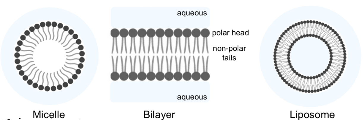 <ol><li><p><u>Micelles</u> </p></li></ol><ul><li><p>Single layer of lipids with hydrophobic tails inside and hydrophilic heads outside which associate with water </p></li><li><p>Formed by phospholipids with a <strong>one</strong> <mark data-color="yellow" style="background-color: yellow; color: inherit">fatty acid tail </mark></p></li></ul><p></p><ol start="2"><li><p><u>Phospholipid bilayers</u></p></li></ol><ul><li><p>Hydrophobic tails inside and hydrophilic heads outside which associate with water </p></li></ul><ul><li><p>Formed by phospholipid with <strong>two</strong> <mark data-color="yellow" style="background-color: yellow; color: inherit">fatty acid tails </mark></p></li></ul><p></p><ol start="3"><li><p><u>Liposomes</u> </p></li></ol><ul><li><p>Spherical structures</p></li><li><p>Formed from a <mark data-color="purple" style="background-color: purple; color: inherit">lipid bilayer</mark> which has <mark data-color="yellow" style="background-color: yellow; color: inherit">self-sealed</mark></p></li><li><p>Have a <mark data-color="yellow" style="background-color: yellow; color: inherit">hollow aqueous cavity in their centre</mark> which can be used for <strong>drug delivery </strong></p><p>E.g. use of liposomes for delivery of mRNA for Covid-19 vaccines</p></li></ul><p></p>