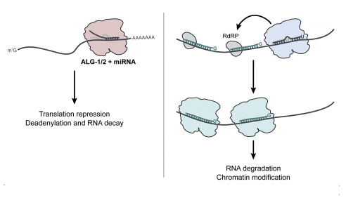 <p>site specificity</p>