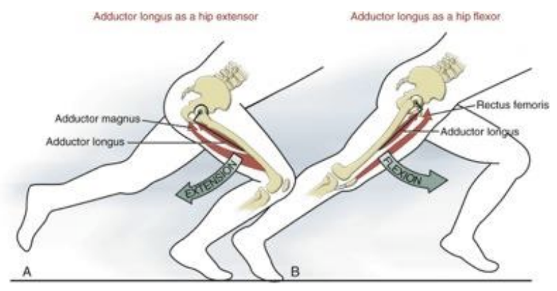 <p>dual sagittal plane action of the muscle demonstrated during sprinting</p><p>hip flexion, muscle is in position to extend the hip, along with the adductor magnus</p><p>hip extension, muscle is in position to flex the hip, along with the rectus femoris</p><p>actions are based on the change in line of force of the muscle </p><p>utilitarian function of the adductors may partially explain their high susceptibility to injury during running and jumping, especially while quickly changing directions </p>