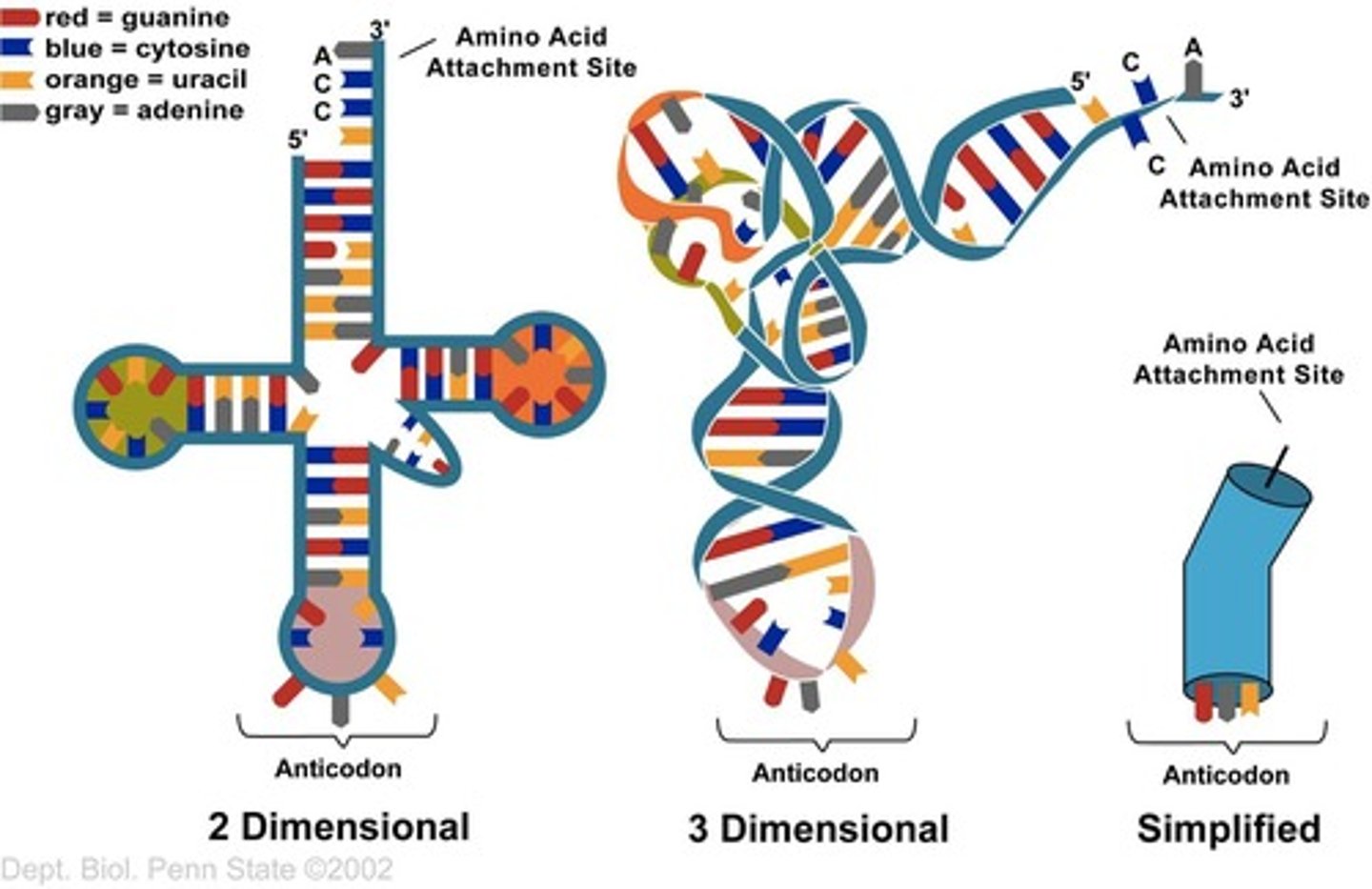<p>Transfer RNA; carries the amino acid that the mRNA codes for and has an anticodon that is complementary to the mRNA codon.</p>