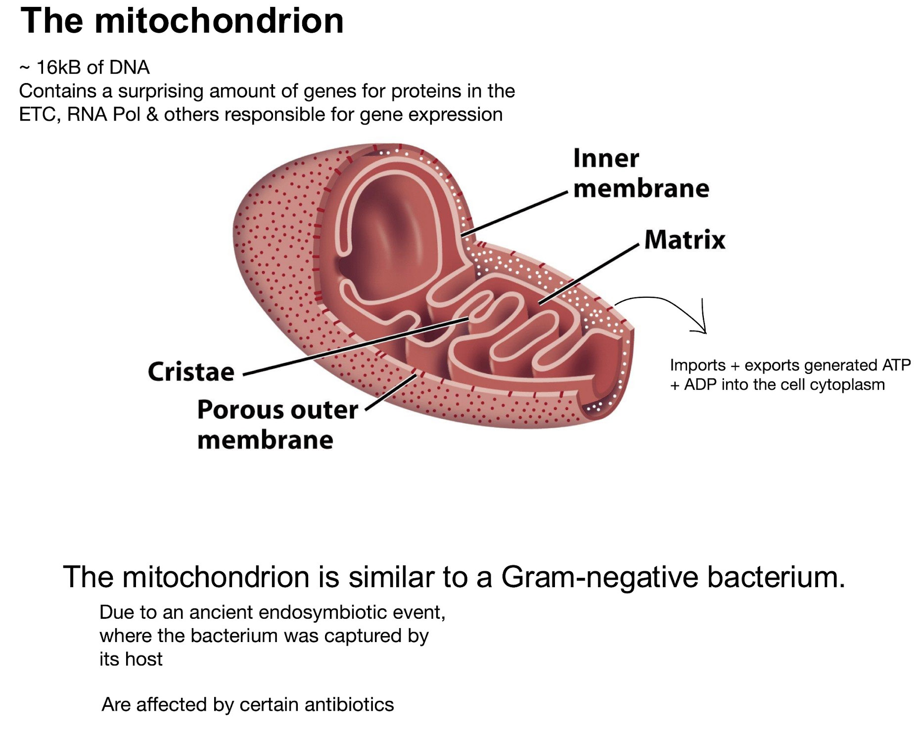 <p><strong>Double-membrane organelles with inner membrane infoldings </strong>(cristae) <strong>containing ETC components and ATP synthase;</strong></p><ul><li><p><strong>Matrix lumen houses citric acid cycle</strong> (CAC) <strong>enzymes.</strong></p></li><li><p>Transport proteins that ferry ATP and other substances in and out of the mitochondrion.</p></li></ul><p></p>