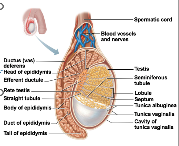 <ul><li><p>Testicular arteries supply each testis</p></li><li><p>Testicular veins drain testes</p><ul><li><p>temperature control too</p></li><li><p>blood absorbs heat from arteries</p></li></ul></li><li><p>Nerve fibers, blood vessels, ductus deferens, &amp; lymphatics form the spermatic cord</p></li></ul><p></p>