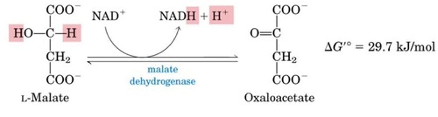 <p>Dehydrogenation to give NADH</p><p>Oxidation of malate to oxaloacetate</p><p>NAD+ is the factor that is reduced to NADH + H+</p><p>This reaction is thermodynamically unfavorable reaction at standard conditions</p><p>This goes forward even though free standard energy change is positive, because oxaloacetate is very quickly used up</p>