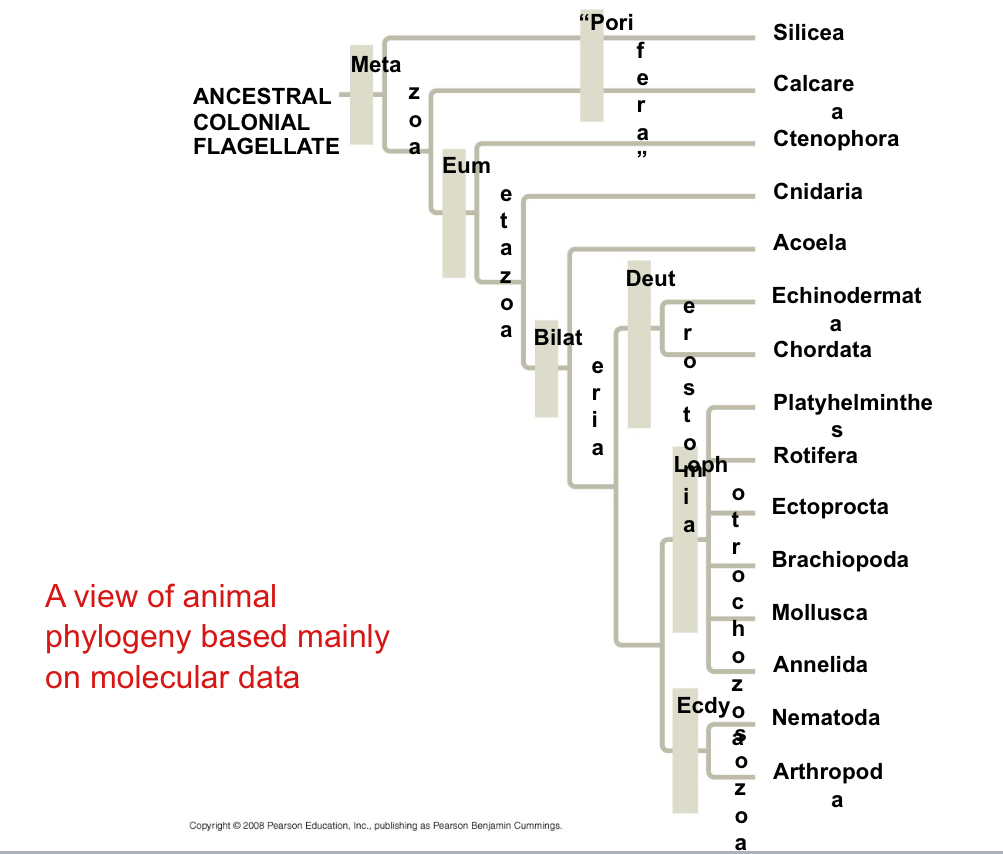 <p>What is another hypothesis of an animal phylogeny? </p>