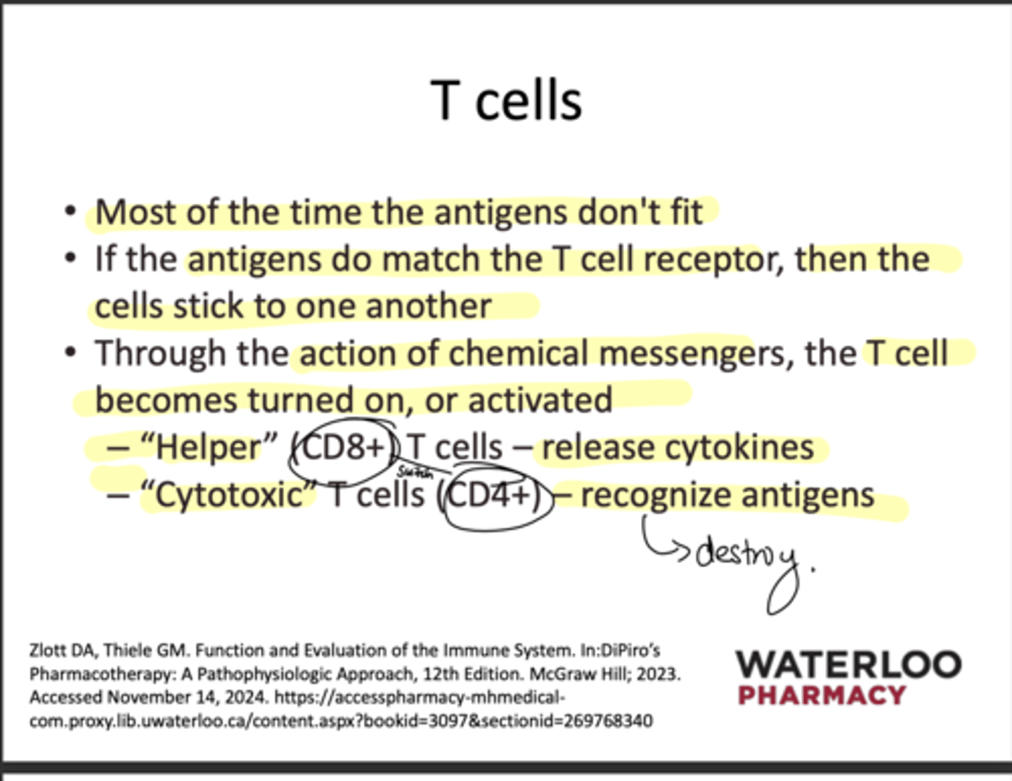 <p>The cells stick and activation of chemical messengers leads to the T-cell becoming active; Helper CD4+ cells release cytokines and Cytotoxic CD8+ cells recognize and destroy antigens</p>