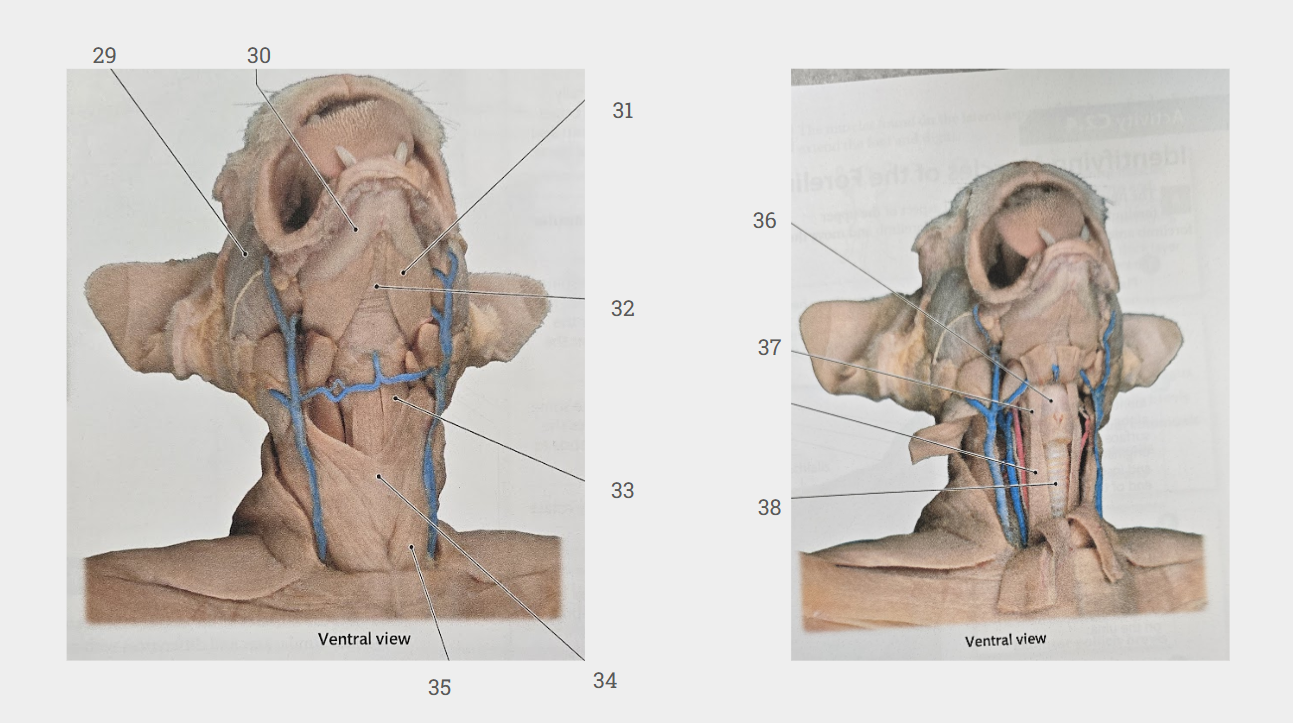 <p>What is labeled 33?</p>