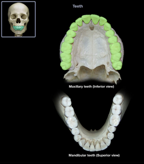 knowt flashcard image