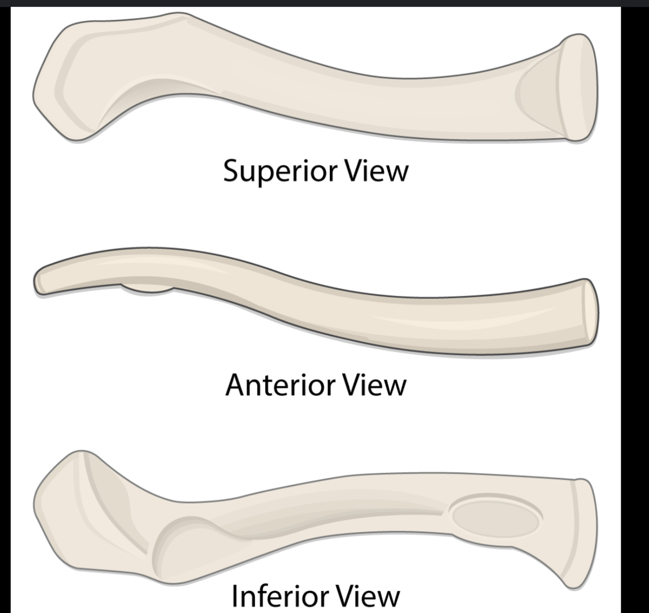 <p>Name of Bone</p>