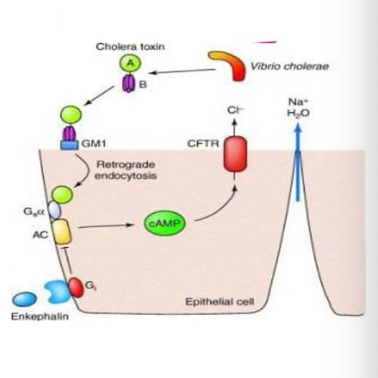 <ul><li><p>Cholera toxin enters the <strong>enterocyte</strong> and enzymatically inhibits the <strong>GTPase</strong> activity of the Gsa subunit&nbsp;</p></li></ul><p></p><ul><li><p>increased activity of <strong>adenylate cyclase</strong></p></li></ul><p></p><ul><li><p> increased <strong>concentration</strong> of <strong>cAMP</strong></p></li></ul><p></p><ul><li><p>cAMP stimulates <strong>CFTR</strong></p></li></ul><p></p><ul><li><p> Hypersecretion of Cl<span style="font-family: Arial; line-height: normal; font-size: 16px;"><sup>-</sup></span>, with Na<span style="font-family: Arial; line-height: normal; font-size: 16px;"><sup>+</sup> </span>and water following</p></li></ul><p></p>