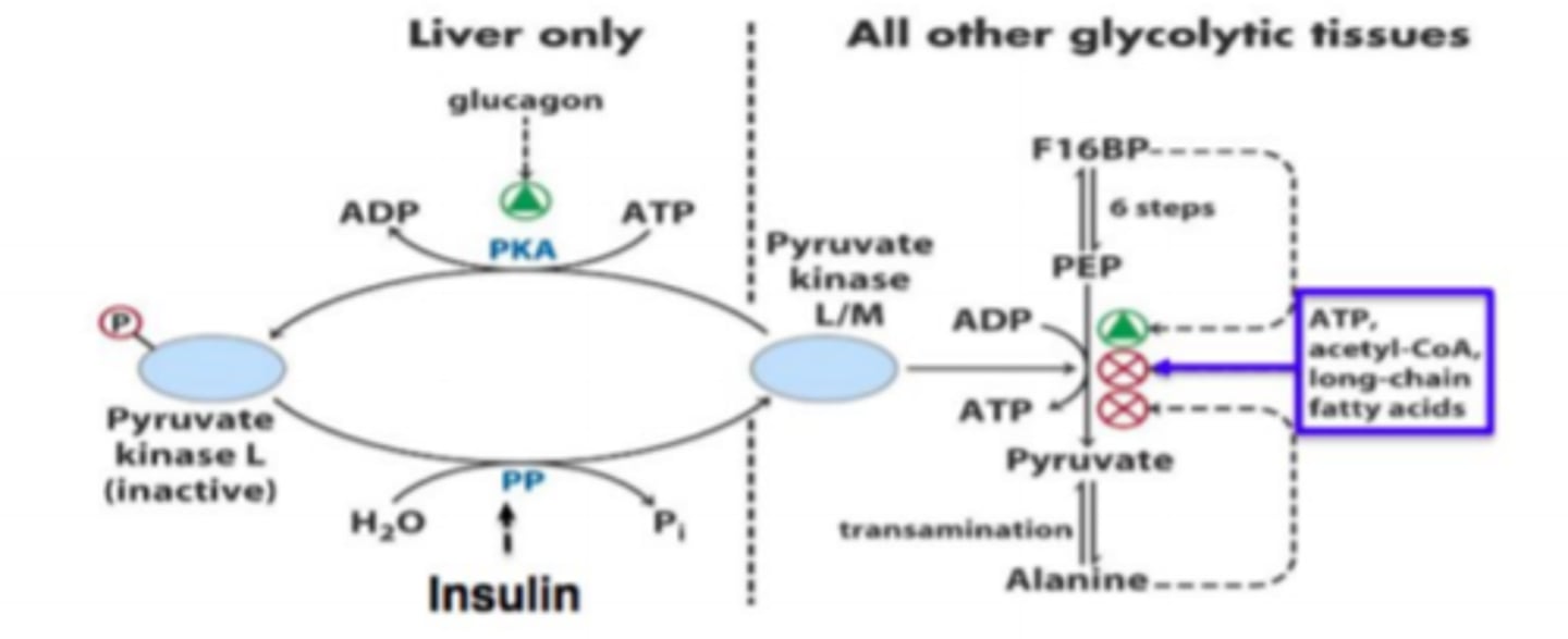 <p>- PEP -> pyruvate</p><p>- dephosphorylated form active at high blood glucose</p><p>- inhibit: ATP, acetyl-CoA, FAs</p><p>- enhance: F1,6BP (precursor to pyruvate)</p>