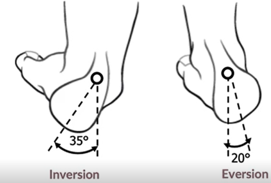 <p>Dorsiflexion (tilting up) and Plantarflexion (tilting down)</p><p>Inversion (toes tilt medially) and Eversion (toes tilt laterally)</p><p></p>