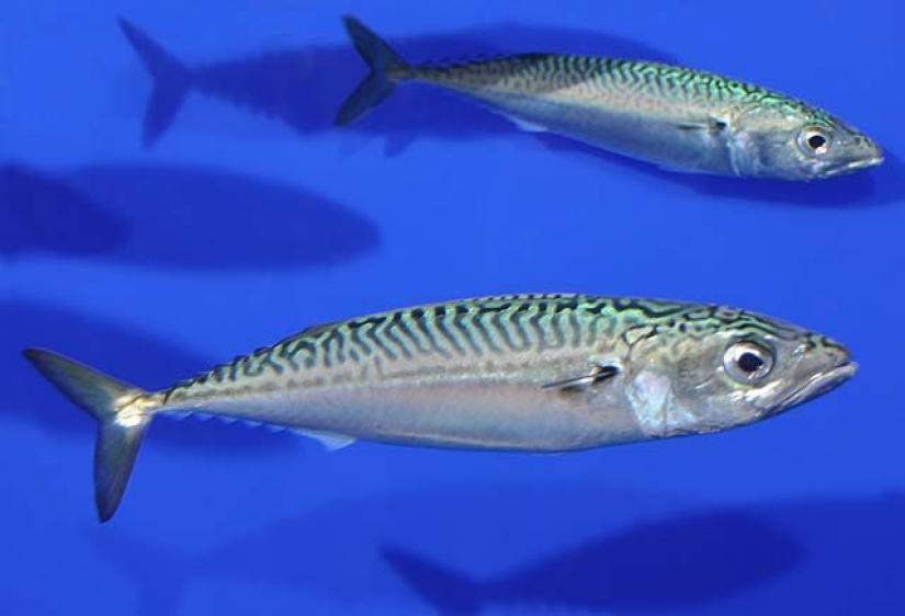 <p>Pacific Mackerel</p>