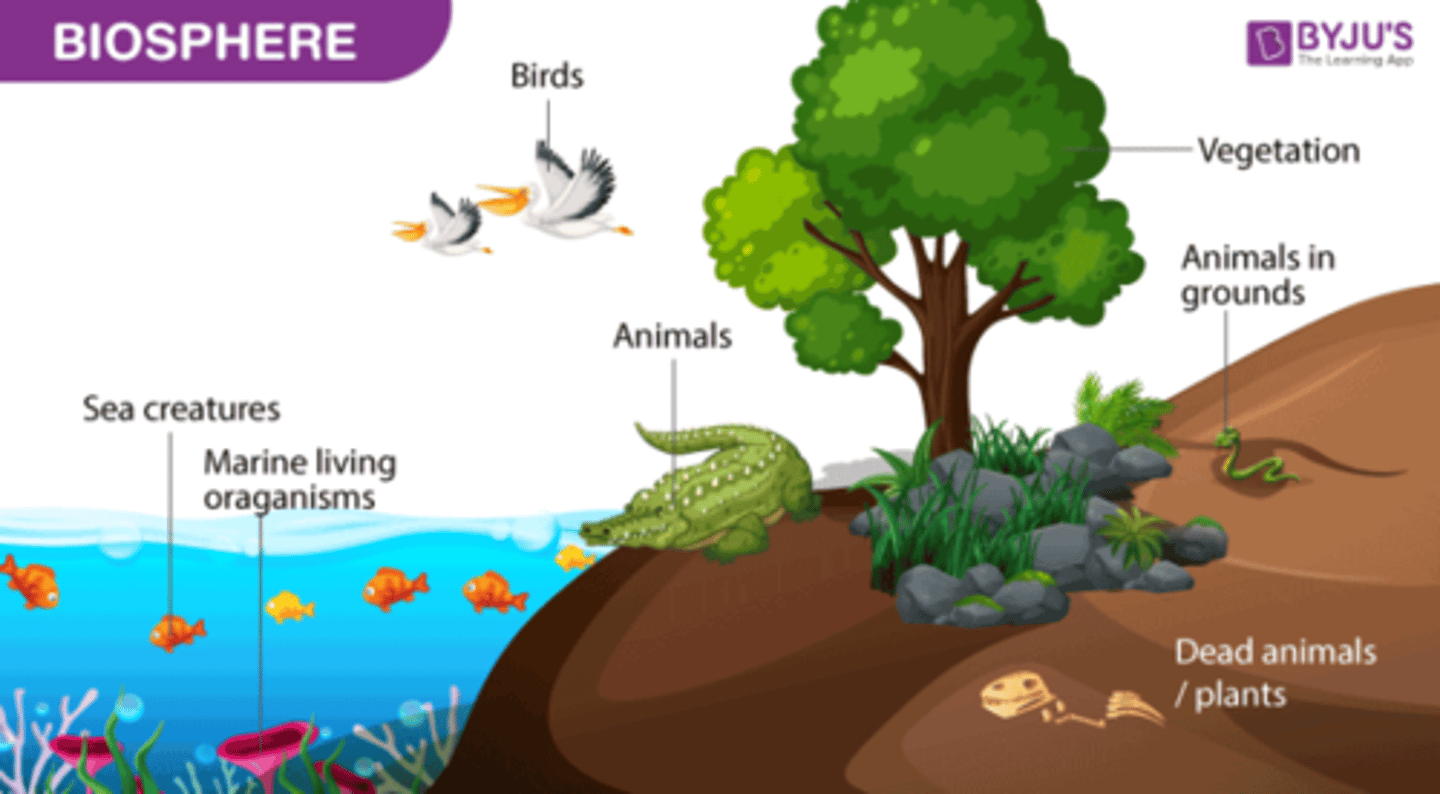 <p>· living vegetation (19% of all carbon is the biosphere)<br><br>· plant litter<br><br>· soil humus<br><br>· peat (accumulation of partially decayed organic matter in anaerobic marsh environment)<br><br>· animals (small store but dynamic and important and flow of carbon + food chains)</p>