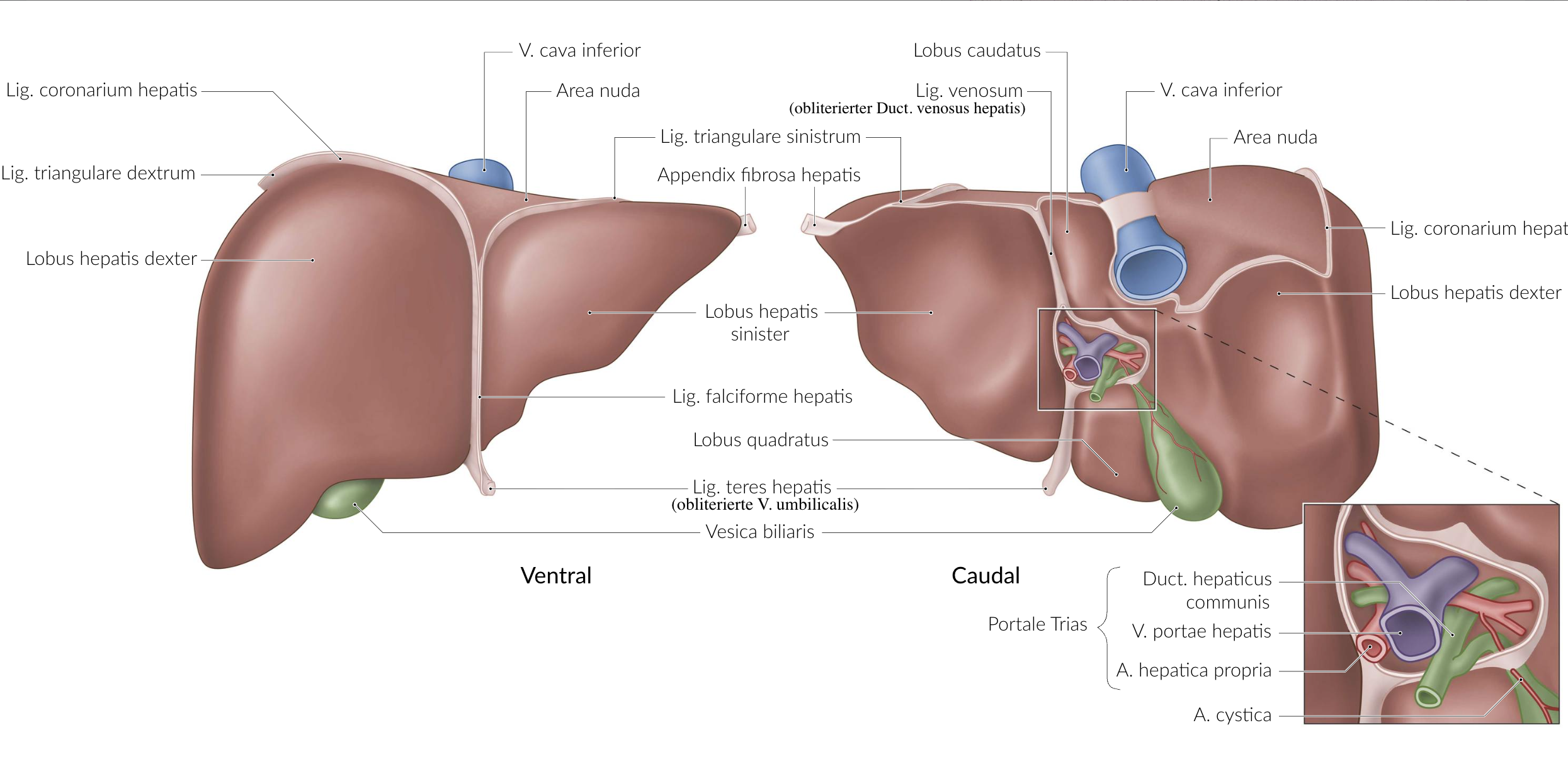 <p>A. Ligamentum teres hepatis (Round ligament of the liver)</p>