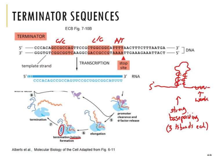 <p>the end of a gene contains a lot of Gs and Cs, followed by As and Ts. The strong base pairing of the Gs and Cs gets in the way of the RNA Polymerase (“hairpin” structure).</p>