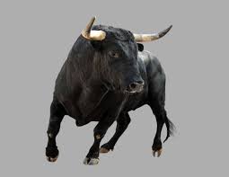 <p>bull</p>