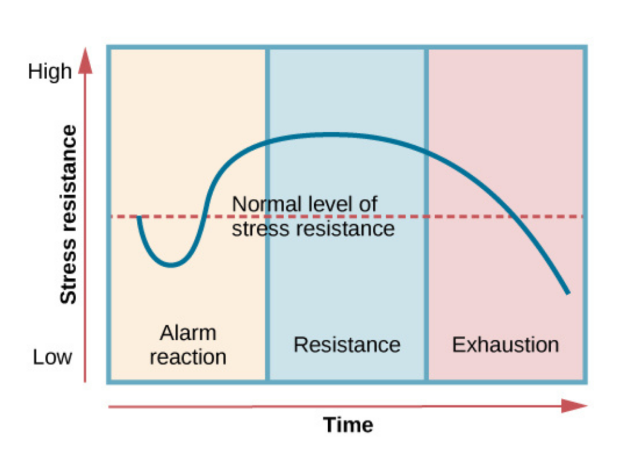 <ol><li><p>Alarm</p></li><li><p>Resistance</p></li><li><p>Exhaustion</p></li></ol><p></p>