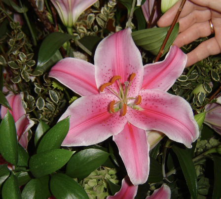 <p>Name This Flower</p>