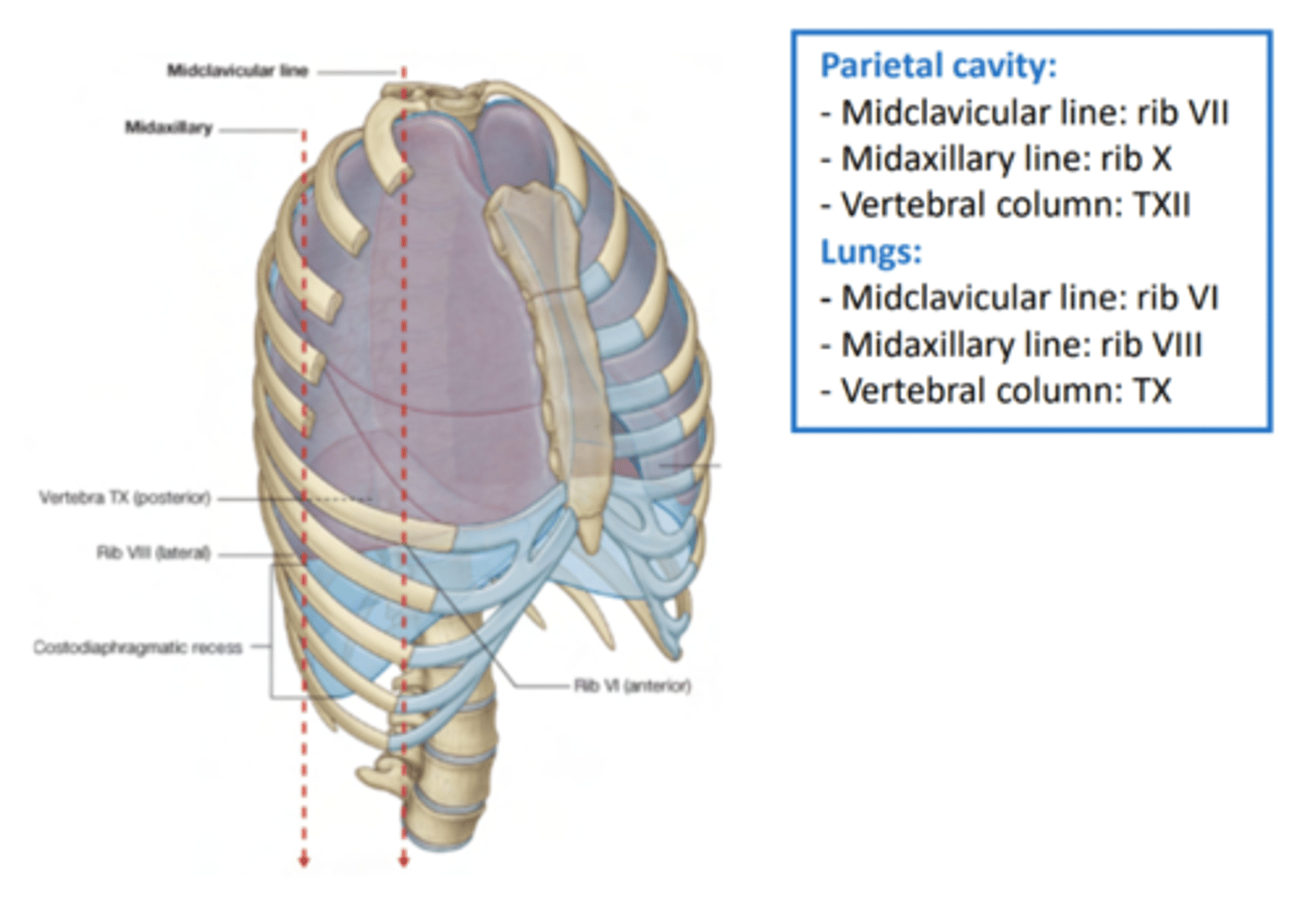 <p>reflects (folds back) into the parietal pleura at the level of the hilum, where the lung root (pedicle) is located.</p><p>The parietal pleura extends beyond the lungs, creating the pleural cavity.</p>