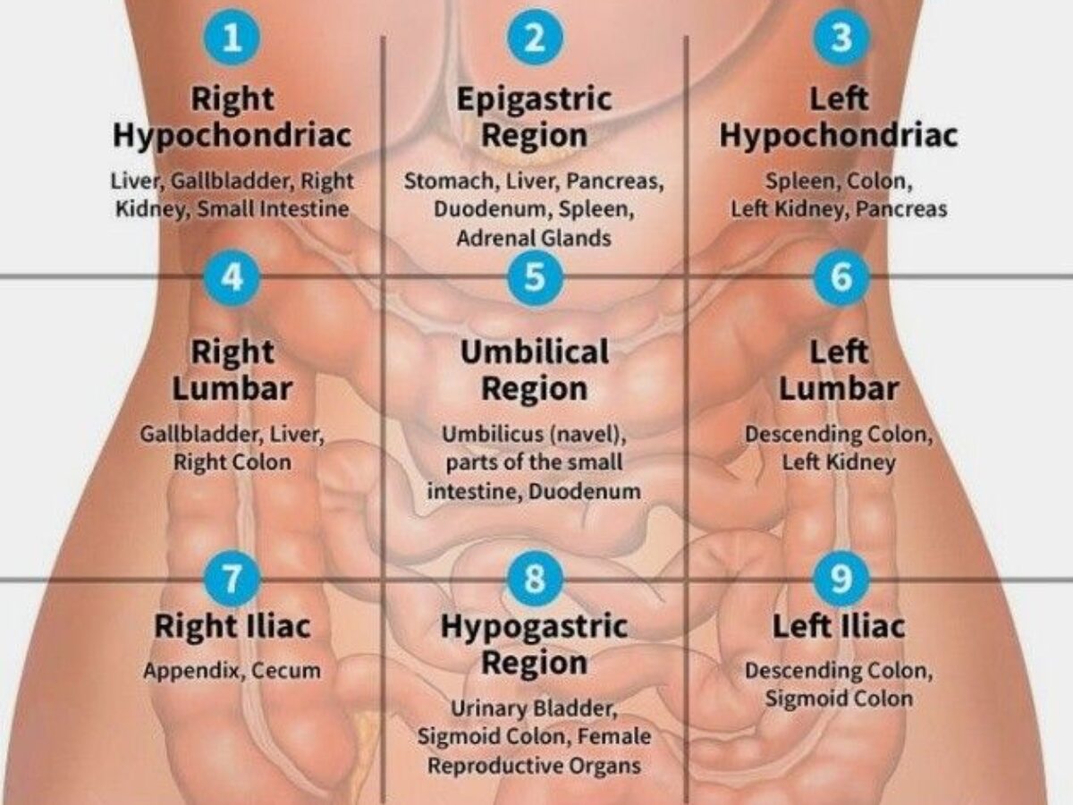 <p>Abdominopelvic Quadrants</p>