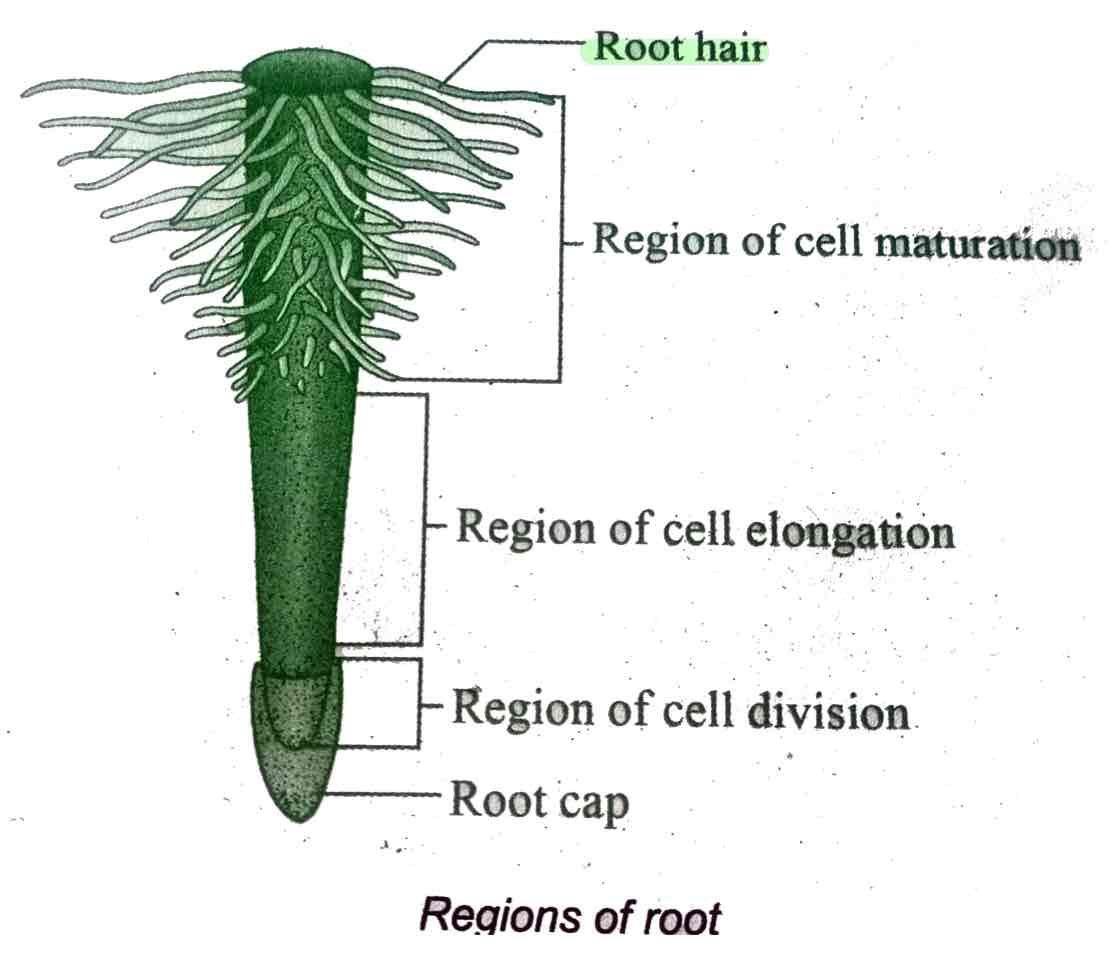 <p>Specialized trichomes with cotransporters for charged molecules to get through the cell membrane.</p>