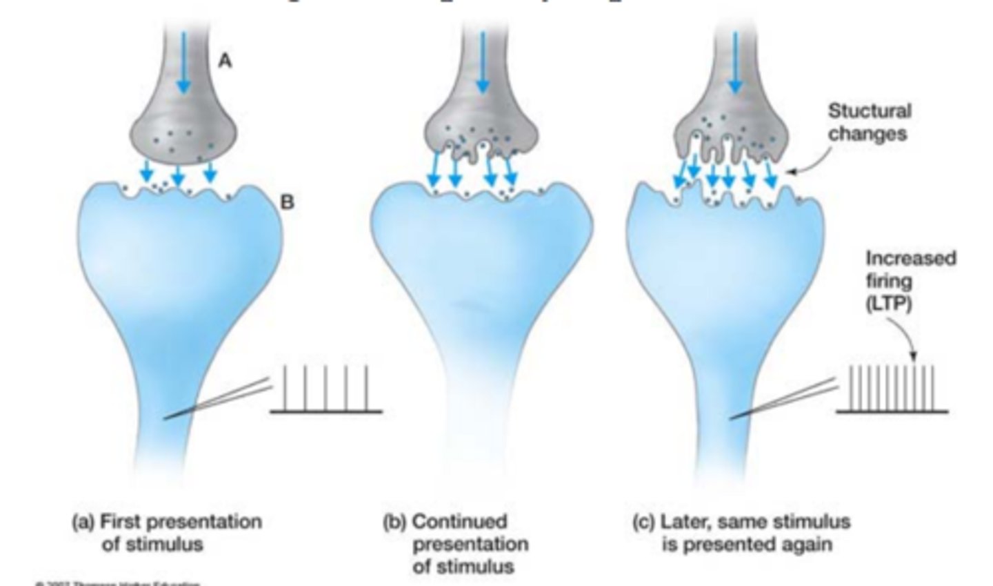 <p>What it is:The initial stabilization of a memory trace at the synaptic level.</p><p>Timescale:Happens within minutes to hours after learning.</p><p>Where it happens:Occurs at the synapses—the connections between neurons—especially in the hippocampus.</p><p>Biological mechanisms:Involves long-term potentiation (LTP), changes in synaptic strength, and the formation of new proteins.</p><p>Purpose:Helps lock in the memory at the cellular level so it’s not easily lost in the short term.</p><p>more long-term facts</p>