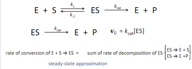 <p><span style="font-family: sans-serif">1) assume [S]&gt;&gt;[E] (not necessarily saturating) &amp; [S] doesn’t change over time of initial velocity measurement</span><br><span style="font-family: sans-serif">2) begin rxn with enzyme &amp; substrate, consider time frame deals with initial velocities, contribution of reverse rxn (E + P → S) is negligible</span><br><span style="font-family: sans-serif">3) rate limiting step is given by kcat (1st order)</span><br><span style="font-family: sans-serif">4) Apply steady-state approx substrate binding (ES complex formation) fast &amp; reversible &amp; doesn’t involve chemical changes to substrate assumption necessary for equilibrium model but not necessary here:</span></p>
