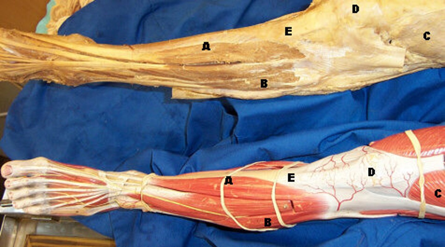 <p>A-, Extends and inverts foot at ankle. Holds up medial longitudinal arch of foot</p>
