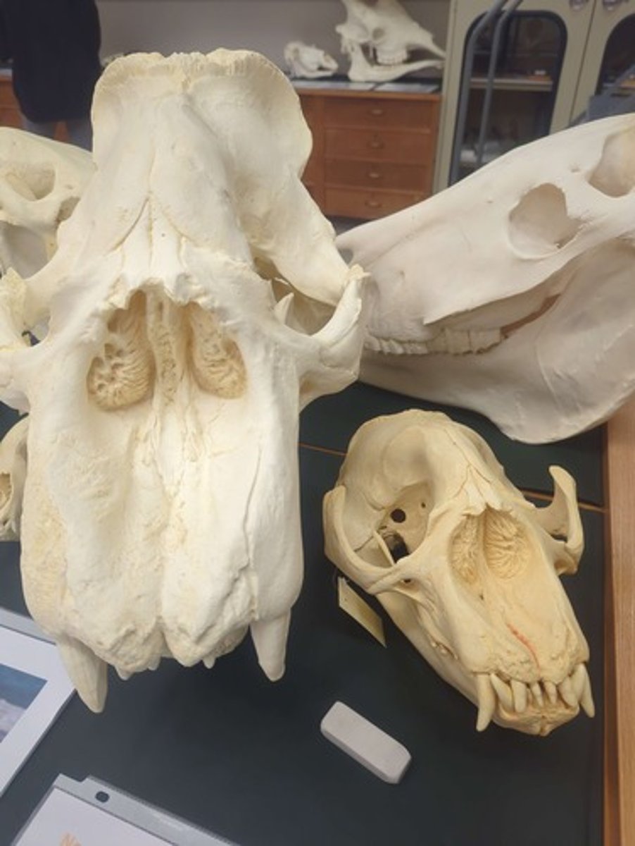 <p>What animal is on the left? Answer with the sex before the animal name and "Skull" after the animal name.</p>