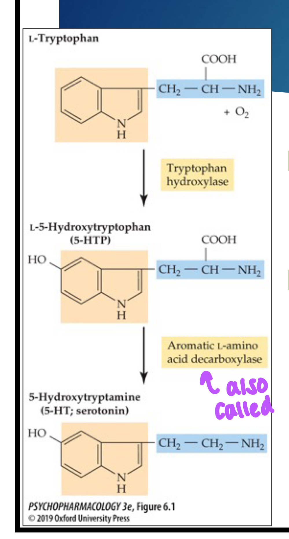 <ol><li><p>Tryptophan is converted to 5-HTP by tryptophan hydroxylase (TPH)</p></li><li><p>5-HTP is converted to 5-HT by AADC (AKA tryptophan decarboxylase) enzyme</p></li></ol><p></p>