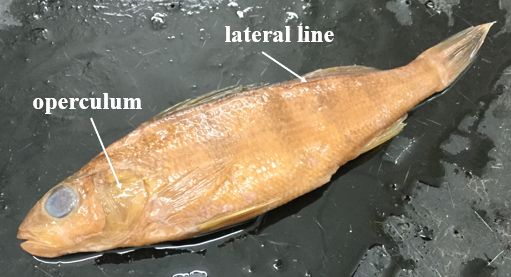 <p>Phylum? Subphylum? Class?</p>