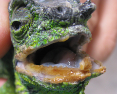 <p>What are the clinical signs of this chameleon suggesting?</p>