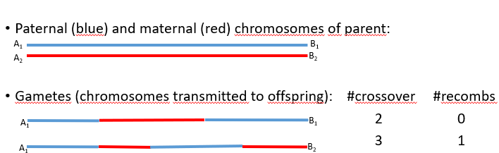 <p>Think of <strong>recombination</strong> as the entire <strong>process of recipe mixing</strong> for new dishes. A <strong>crossover</strong> is like <strong>physically swapping ingredients</strong> (e.g., exchanging spices between two recipes) — a specific part of the process.</p>
